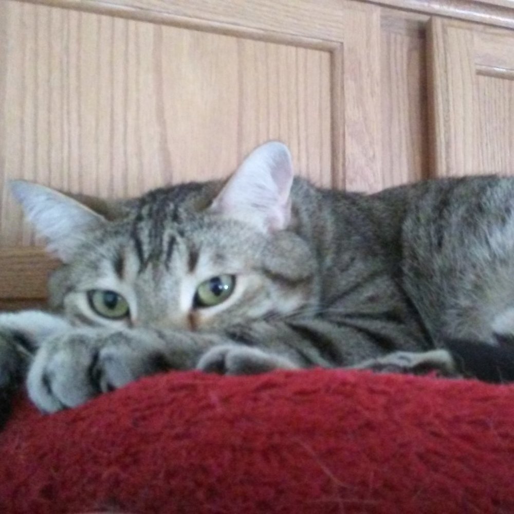 Meet your Posher, meow!
